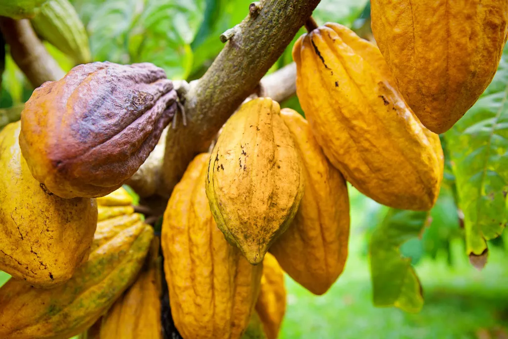 Government   announces significant changes to the cocoa industry in order to ensure farmers receive fair prices.